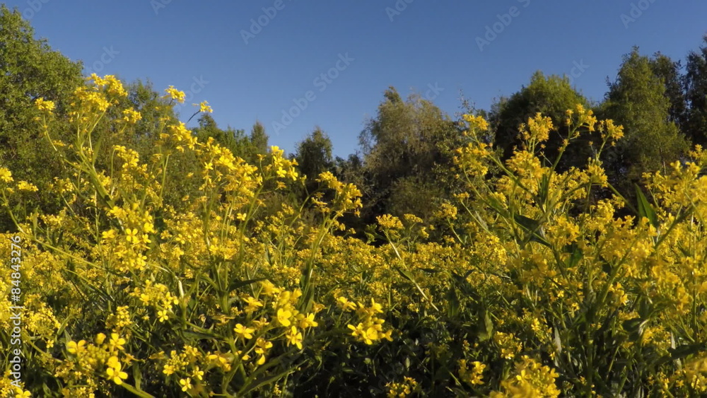 Field with yellow flowers in the forest. Field with yellow flowers in the forest.