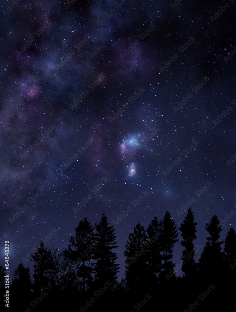 Starry night sky over the forest