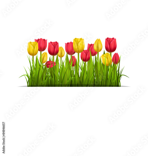 Green grass lawn with yellow and red tulips isolated on white. F