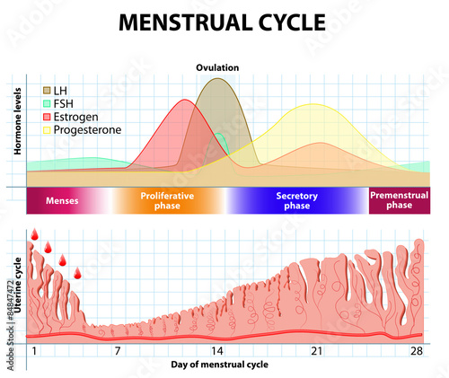 Menstrual cycle. endometrium and hormone photo