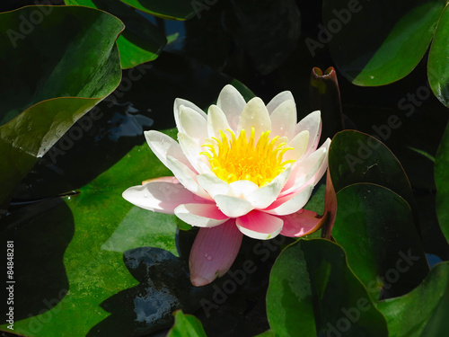 Beautiful pink water lily lotus flower in pond green leaves