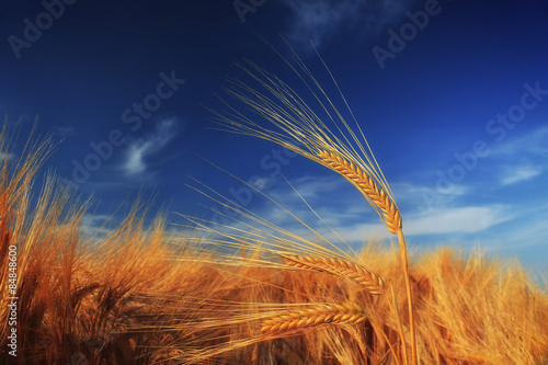 Wheat field against a blue sky