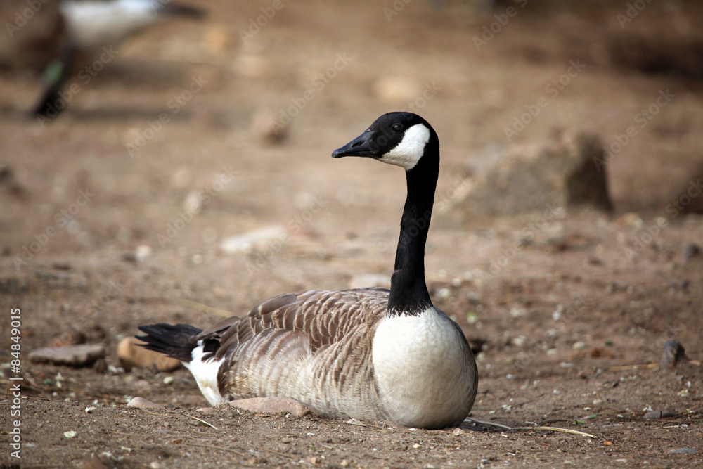 Canada goose (Branta canadensis). Canada goose (Branta canadensis).