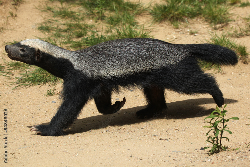 Honey badger (Mellivora capensis)