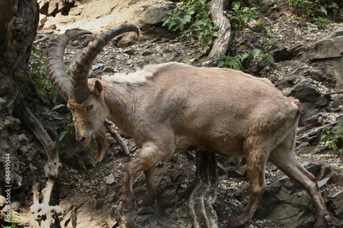 West Caucasian tur (Capra caucasica) photo