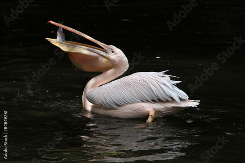 Great white pelican (Pelecanus onocrotalus)