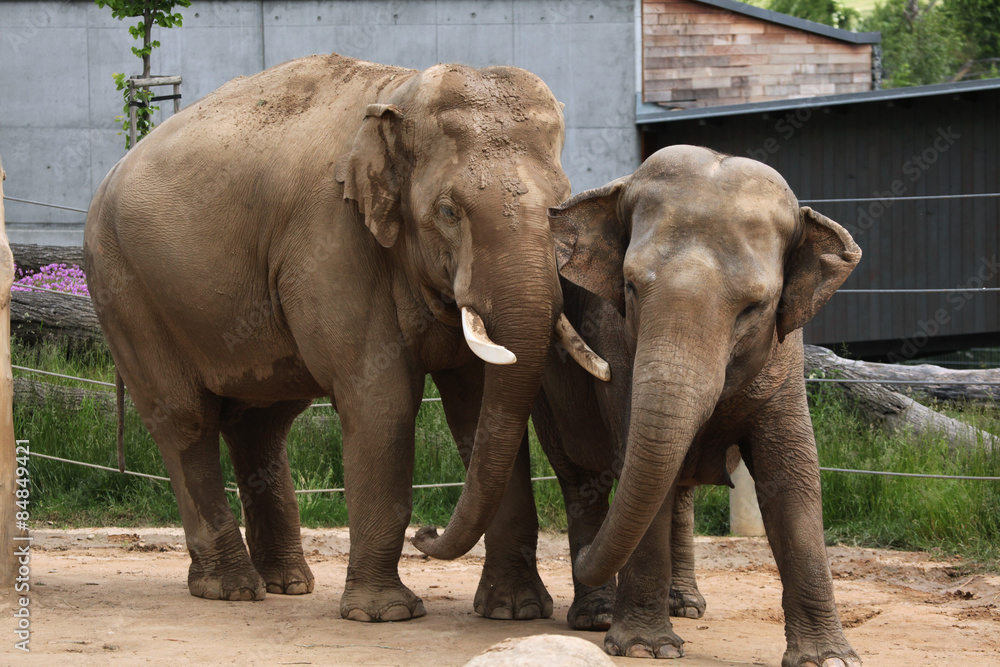 Fototapeta premium Indian elephants (Elephas maximus indicus)