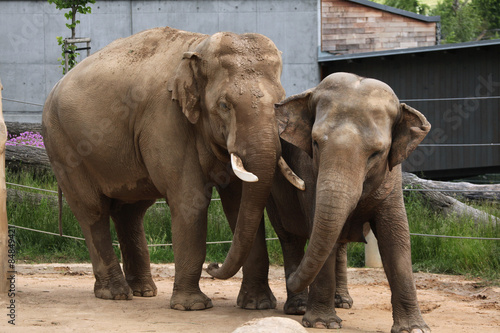 Indian elephants  Elephas maximus indicus 