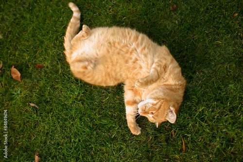 Cat in it´s surrounding