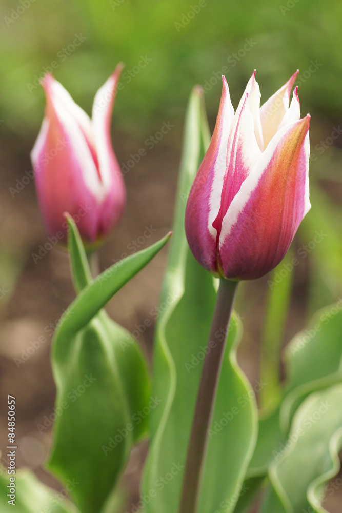 Two pink tulips in the garden. Two pink tulips in the garden.