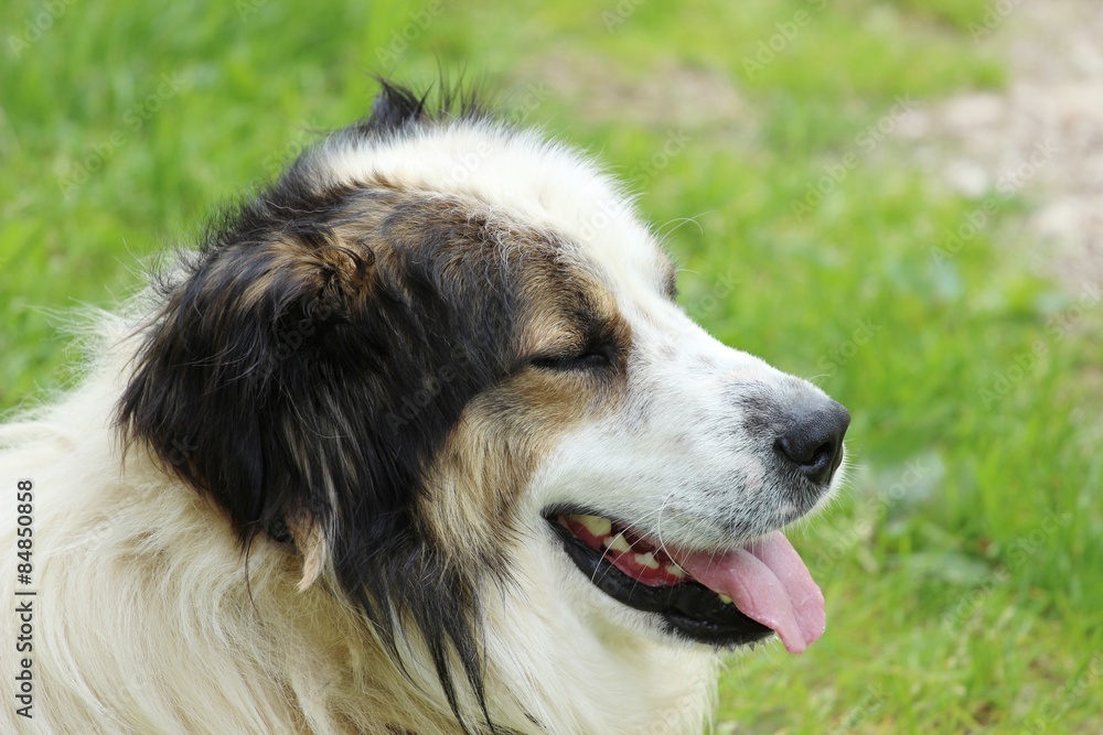 Mountain sheperd dog Tornjak