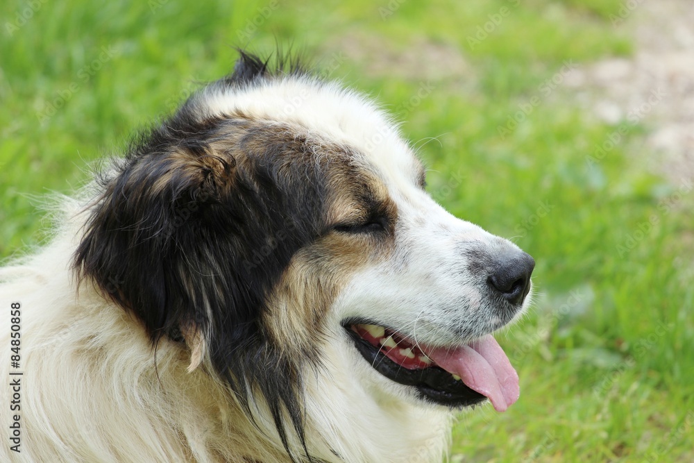 Mountain sheperd dog Tornjak Mountain sheperd dog Tornjak