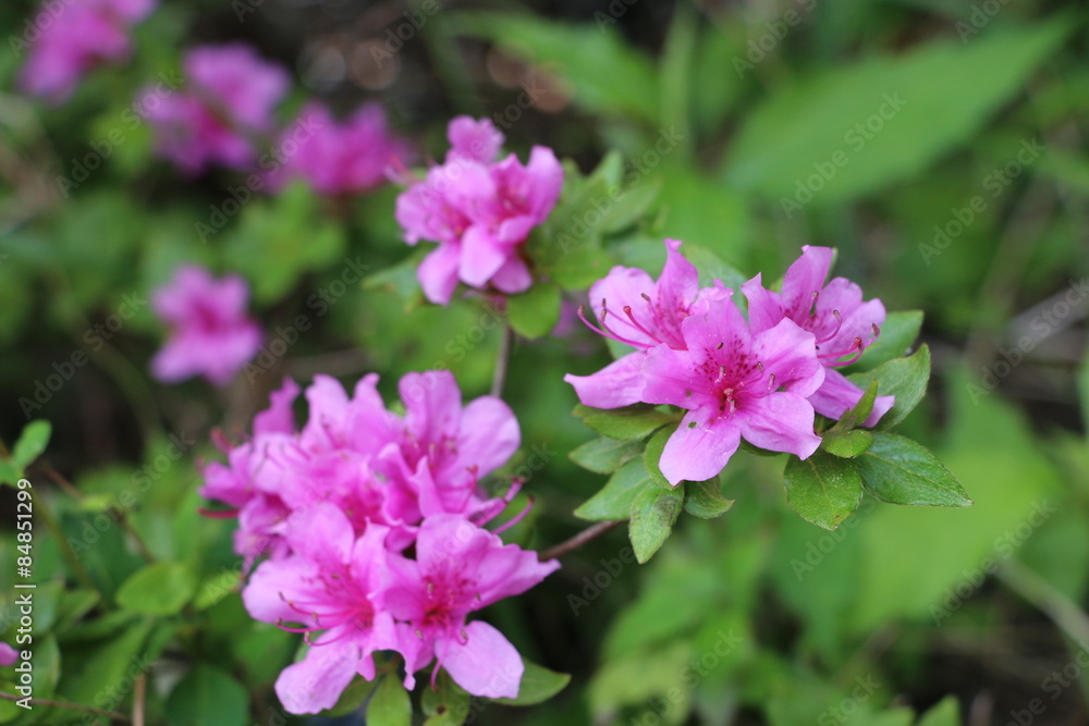 azalea azalea
