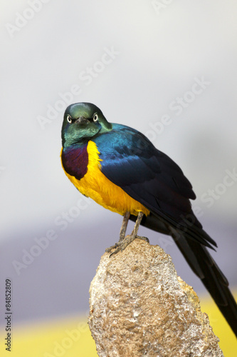 Close up shot of Gold-Breasted Starling