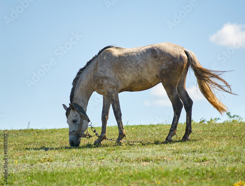 Grazing horse