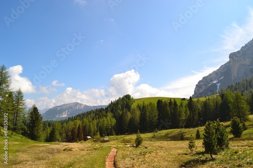 bosco d'armentara e una parte della cima dieci photo