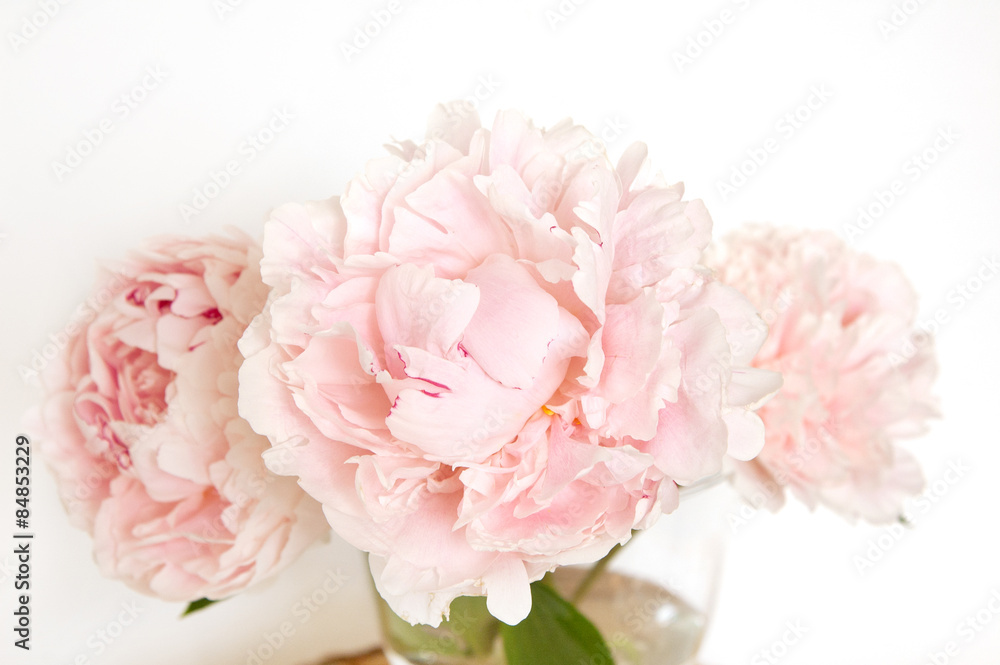 soft pink peonies 2