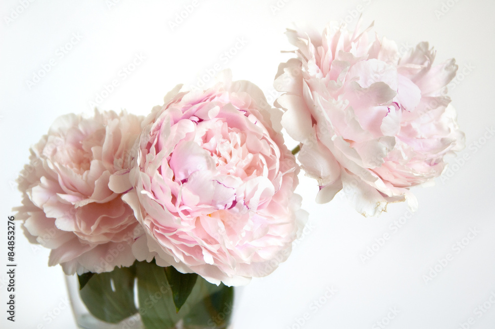 soft pink peonies 1 soft pink peonies 1
