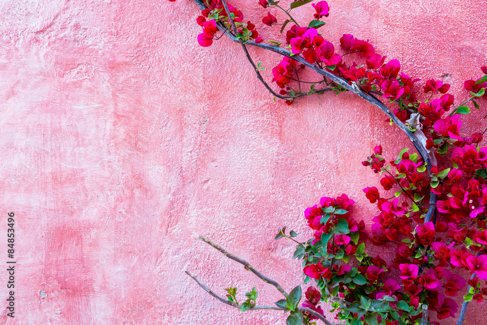 Fototapeta premium red rose plant against pink wall background