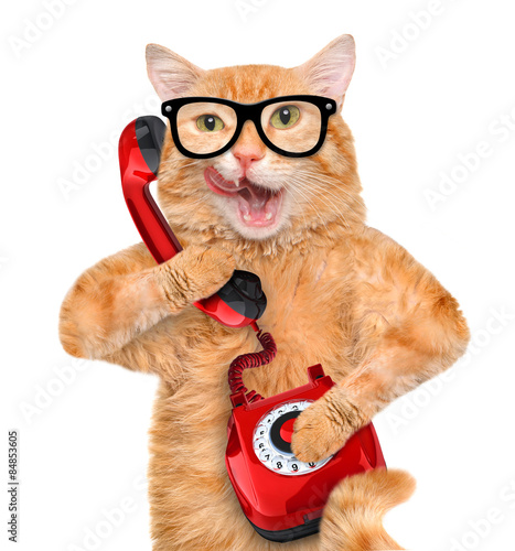 Fototapeta Naklejka Na Ścianę i Meble -  Cat talking on the phone.