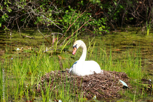 White swan hatching its eggs in the nest