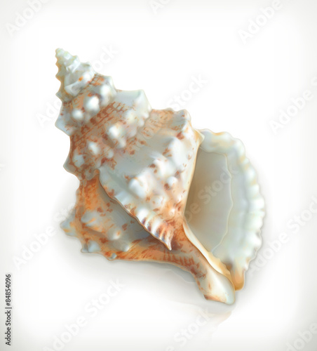 Tropical shell, vector icon