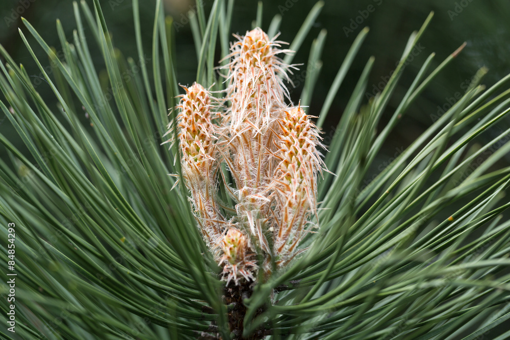 Close up of Young Green Pine Branches Close up of Young Green Pine Branches
