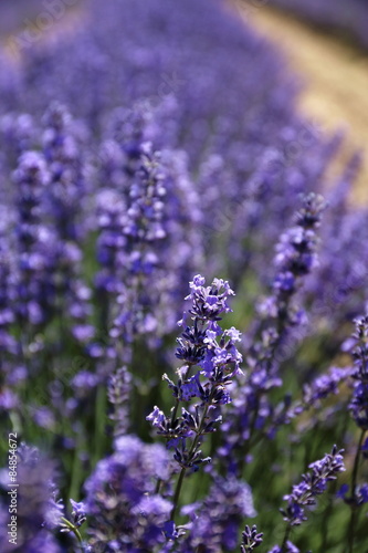 Floral background: flowering lavender