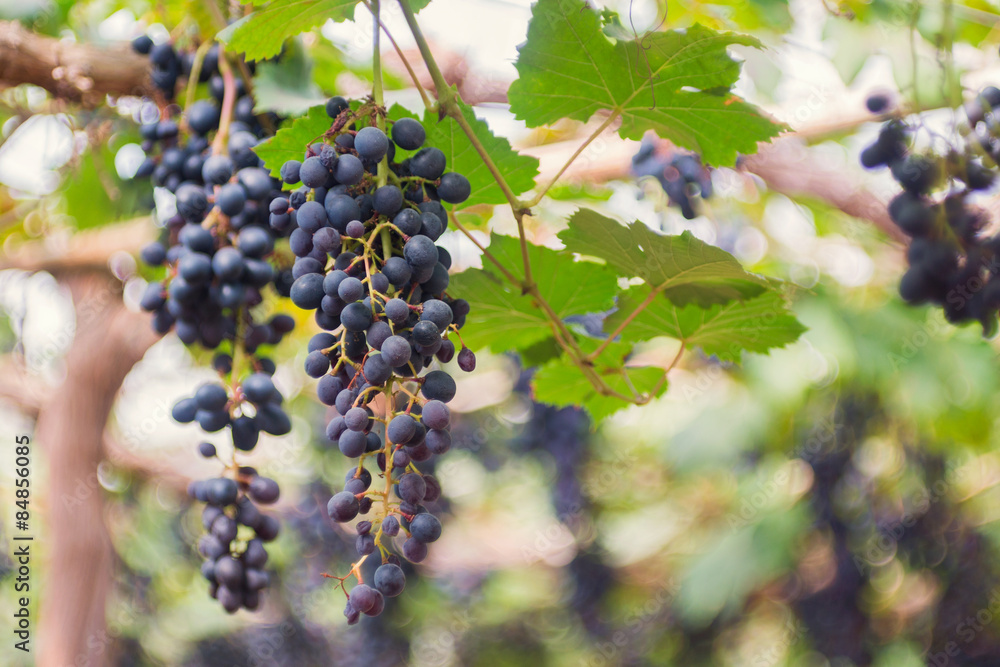 Bunch of black grape in the vineyard