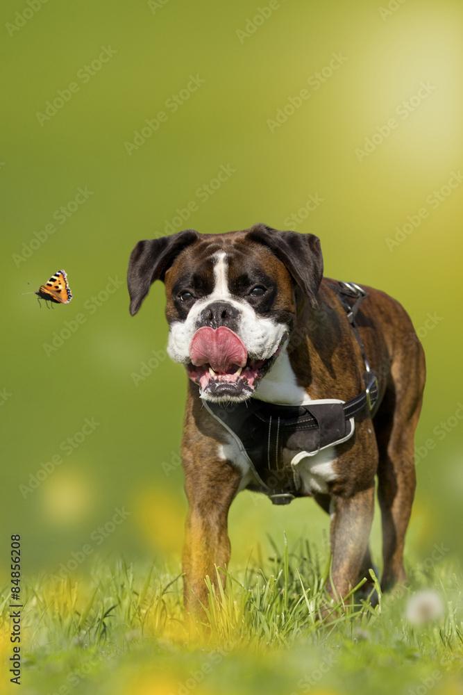 Hund, Boxer, Deutscher Boxer jagd Schmetterling auf einer Wiese