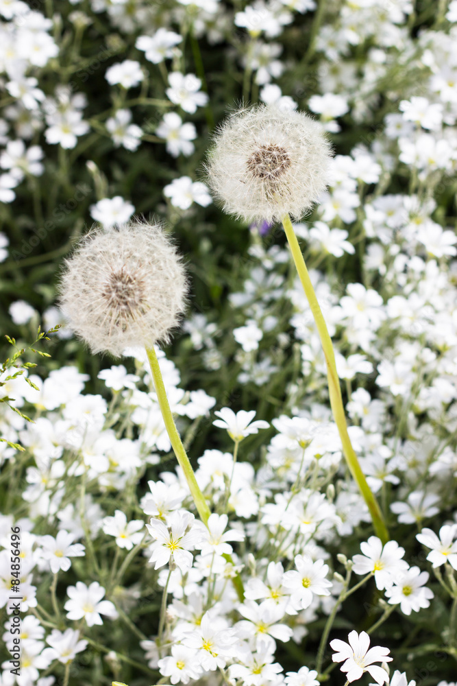Dandelion in garden