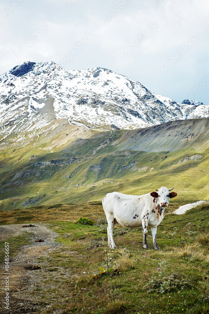 Cow pasturing in the mountains