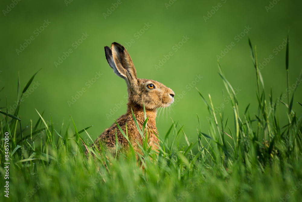 Wild Hare, covered with drops of dew, sitting in the grass in the sun - obrazy, fototapety, plakaty 