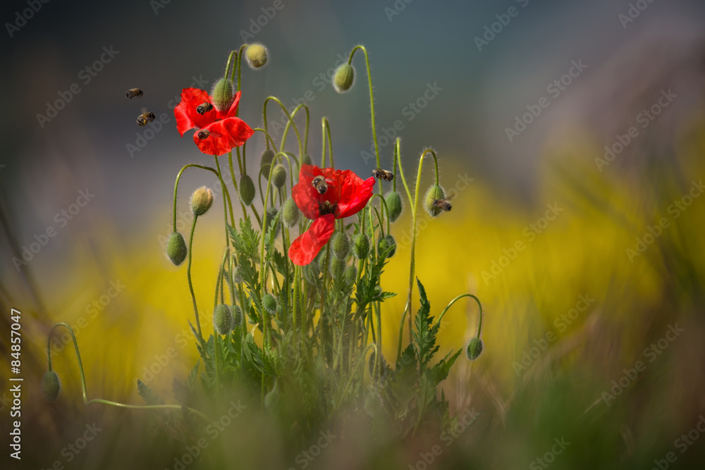 Fototapeta premium Spring Landscape With Two Wild Moravian Red Poppy And Seven Bees. Several Bees Collect Pollen.Bee Extract Nectar Close Up. Intoxicating Poppy.Some Moravia Red Poppies In Blooming Rape ( Canola ) Field