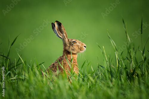 Wild Hare, covered with drops of dew, sitting in the grass in the sun © Vlad Sokolovsky