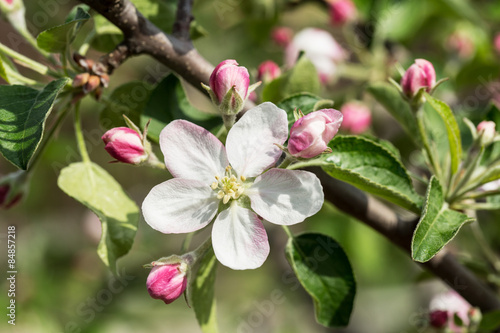 Blooming apple tree twig.