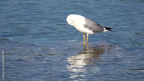 Mittelmeermöwe photo