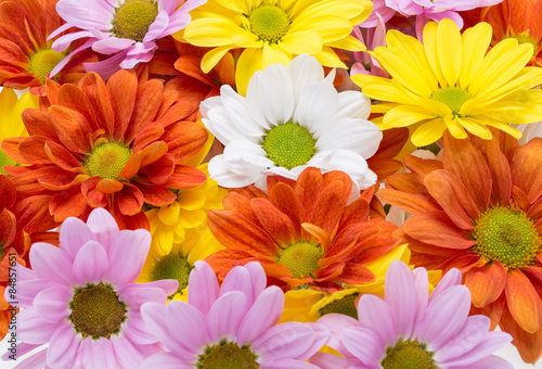 Close up of the colorful chrysanthemum flowers © wjarek