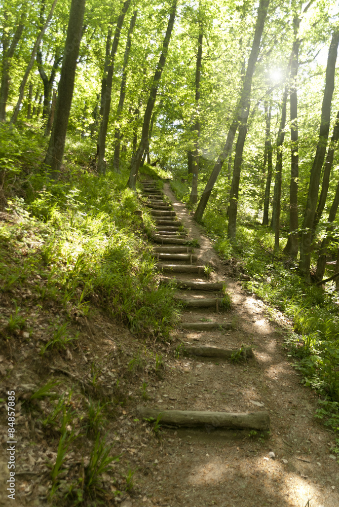 Obraz premium Auf dem Rheinsteig