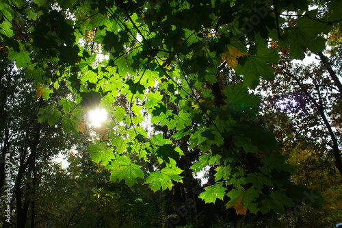 Sunlight through green maple leaves