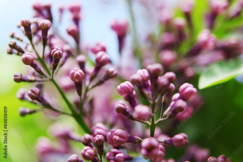 lilac lilac
