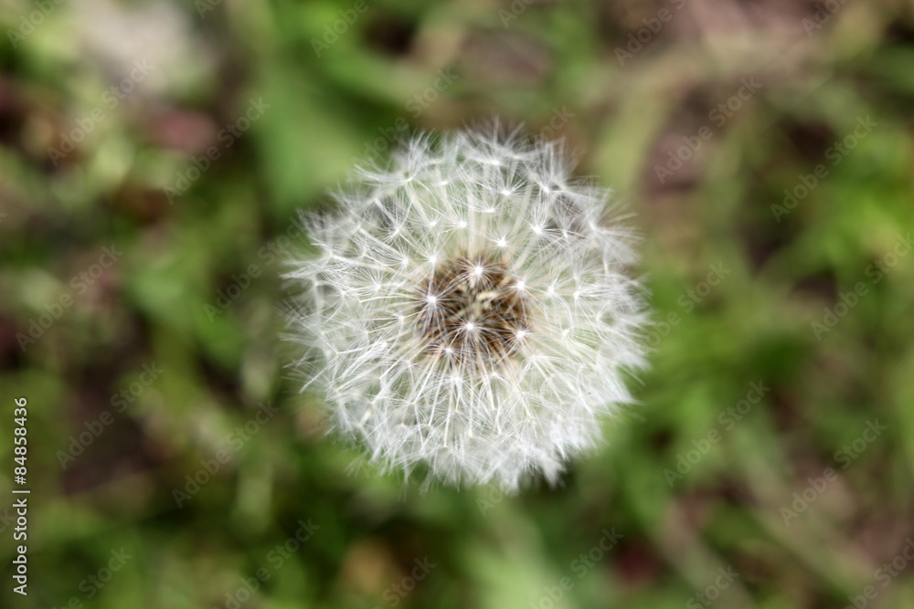 Dandelion Dandelion
