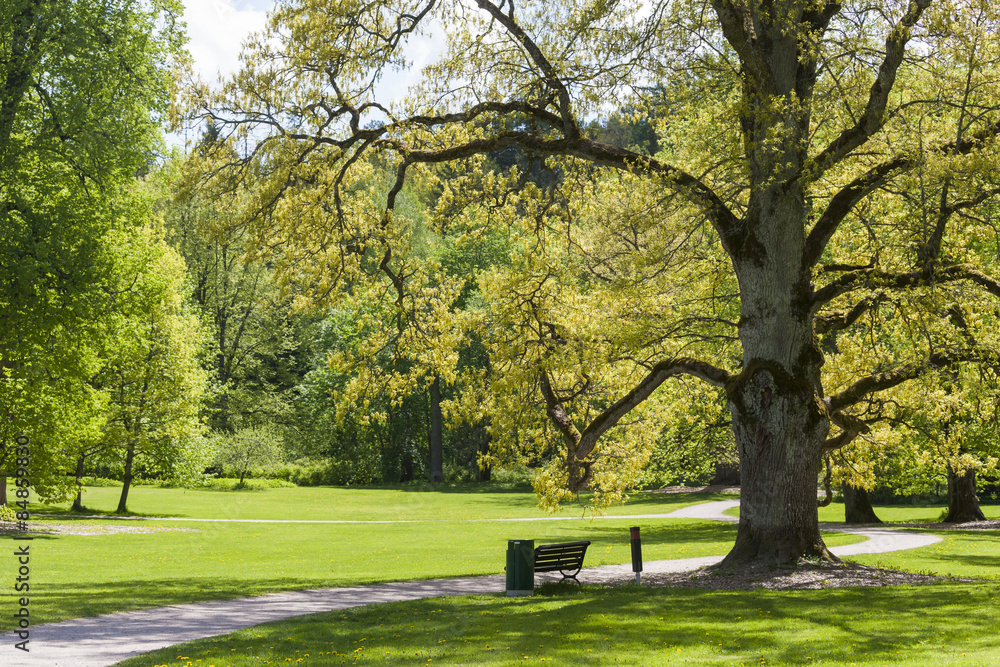Fototapeta premium An old oak tree in a park