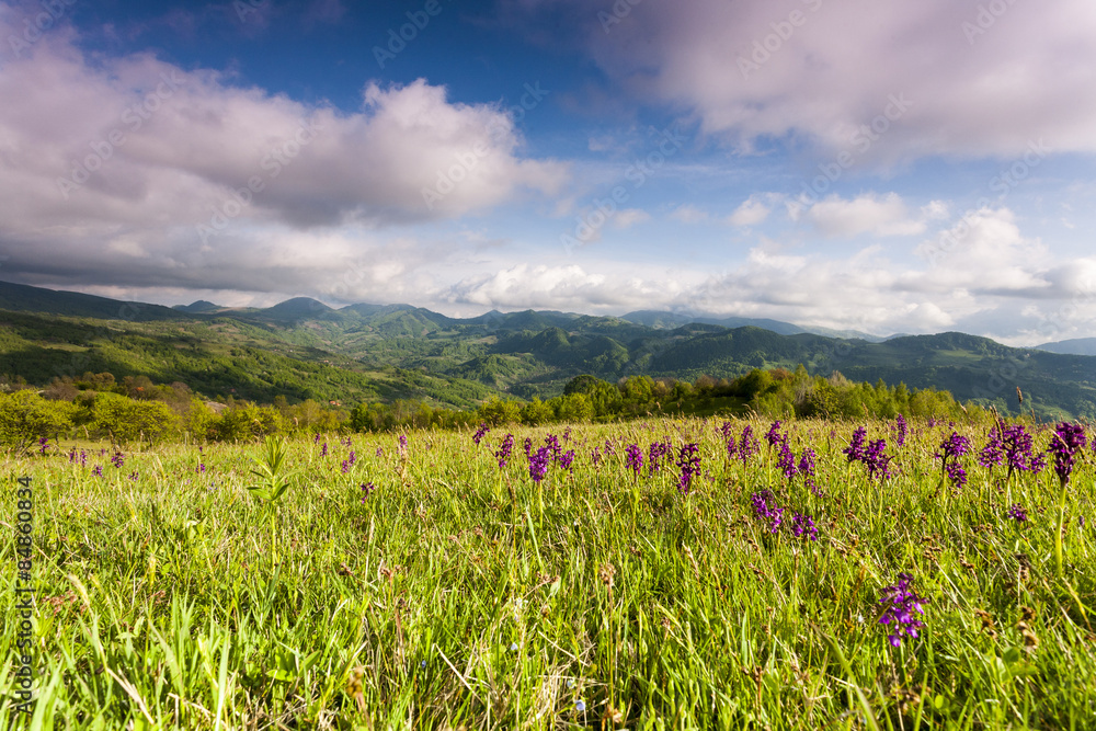 Obraz premium springtime