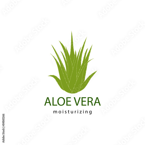 vector illustration of green aloe vera plant