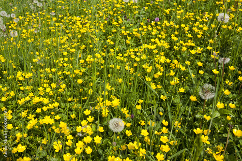 field with dandelion