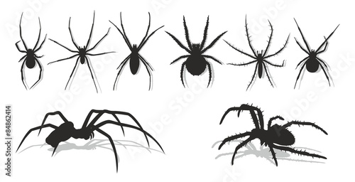 Spiders. photo