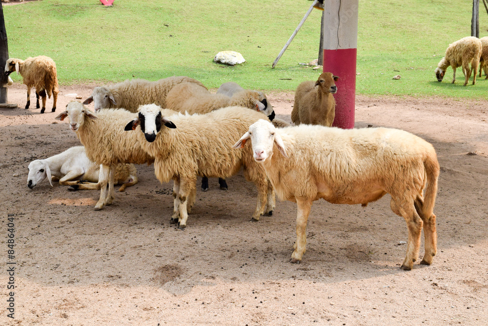 flock of sheep on green grass flock of sheep on green grass