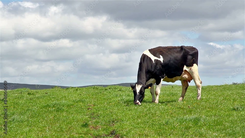 A cow grazing in a field