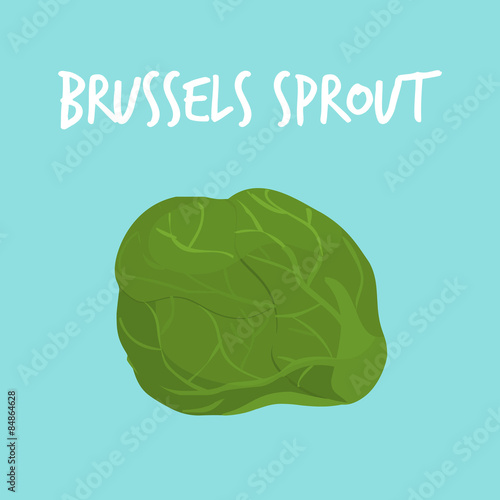 fresh brussels sprout on blue balckground vector